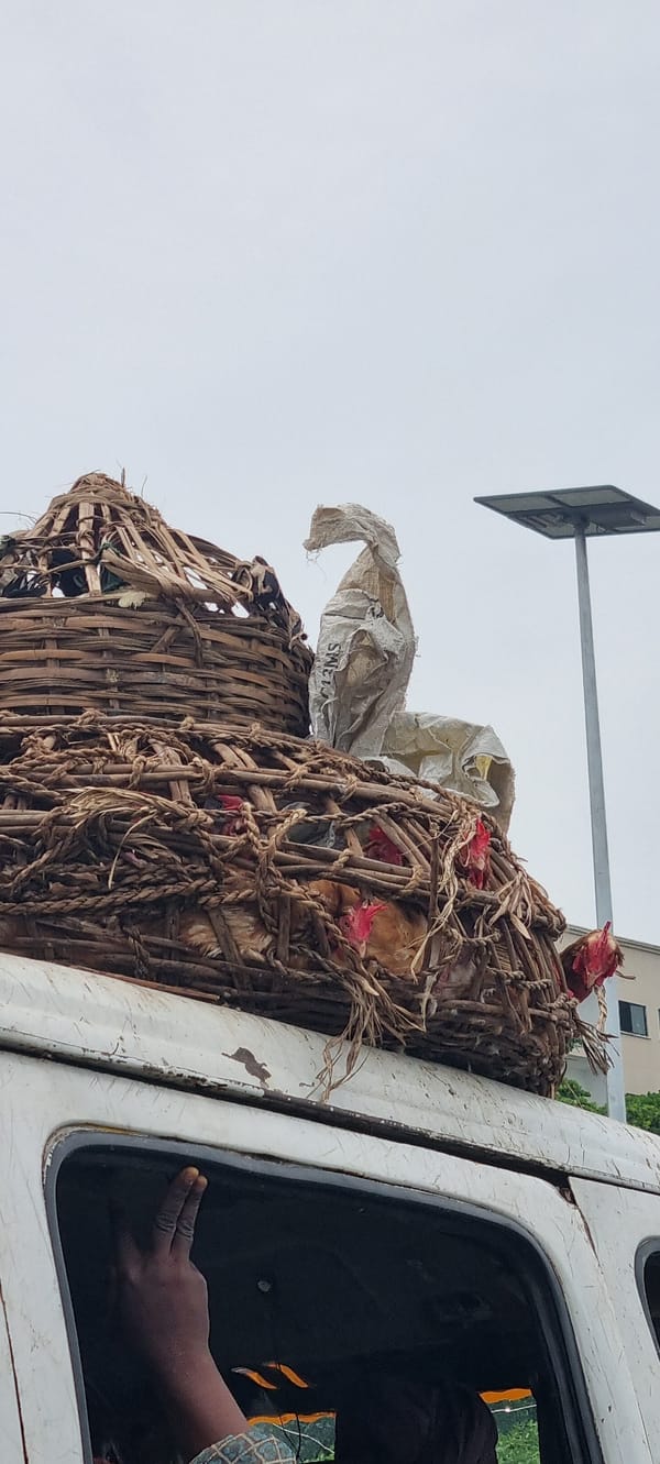 White van transports live chickens in rooftop basket, Lekki