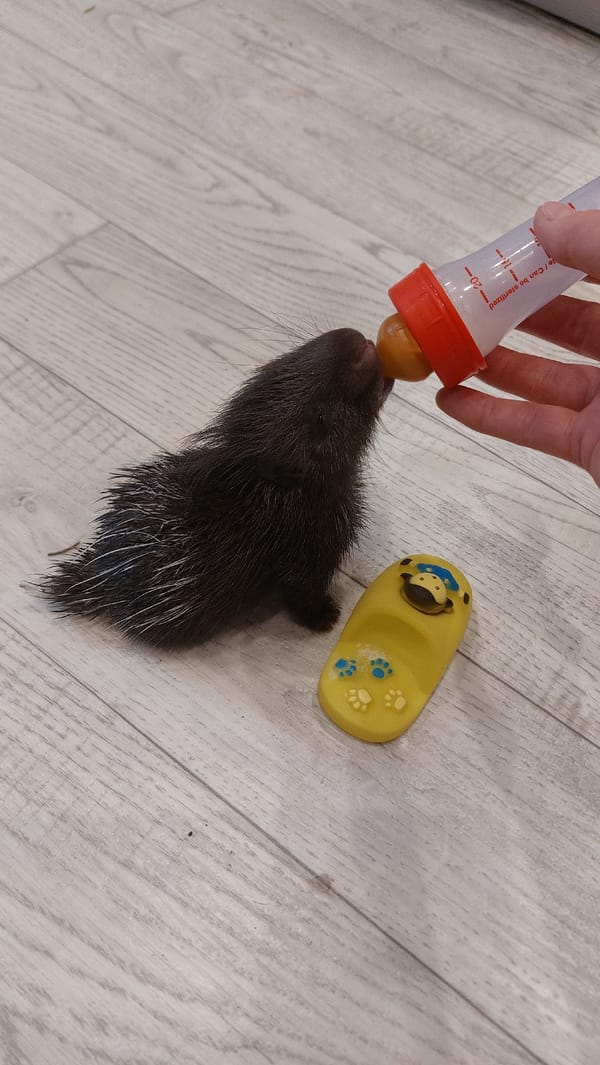 Baby porcupine gets bottle-fed and plays with toys indoors