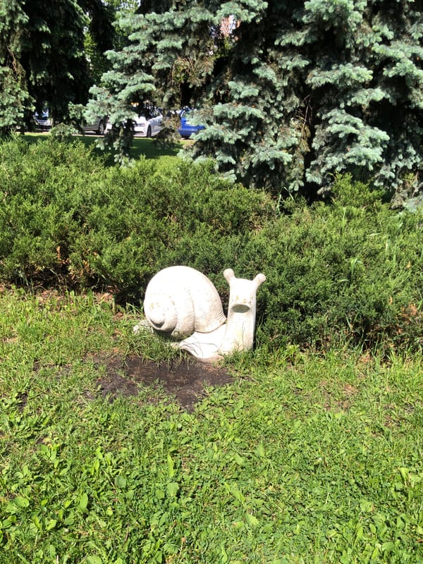 Morning garden documentation captures Kyiv's ornamental landscaping features