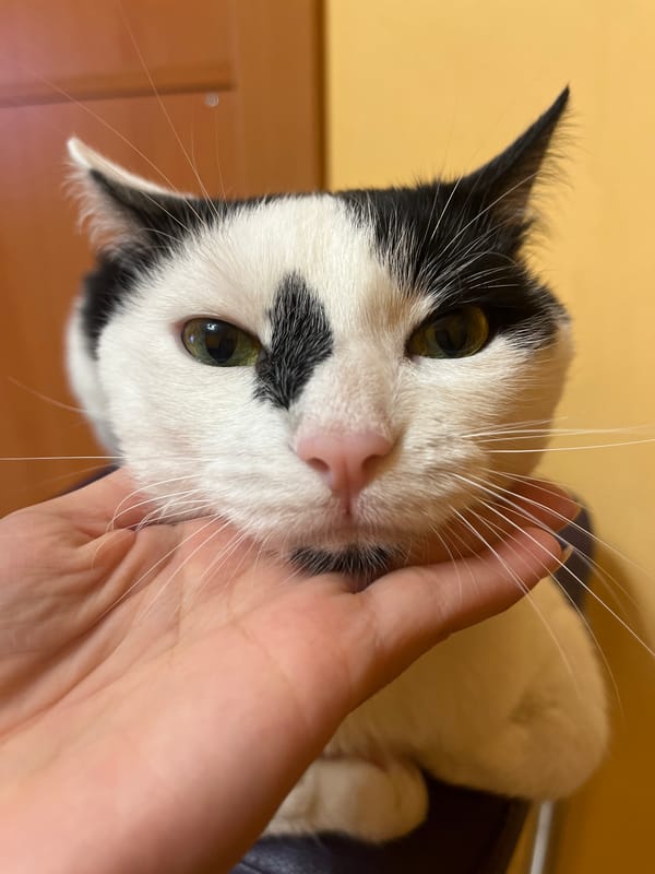 Black and white cat having a relaxed evening in Stara Zagora