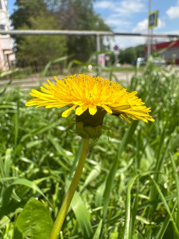 Spring wildlife spotted in Stavropol: dandelions bloom, pigeon forages