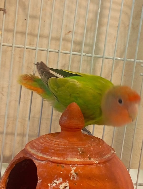 Pet birds and fish photographed in Venezuelan homes