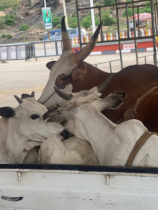 Cattle transported in truck bed, Gura Top Nigeria