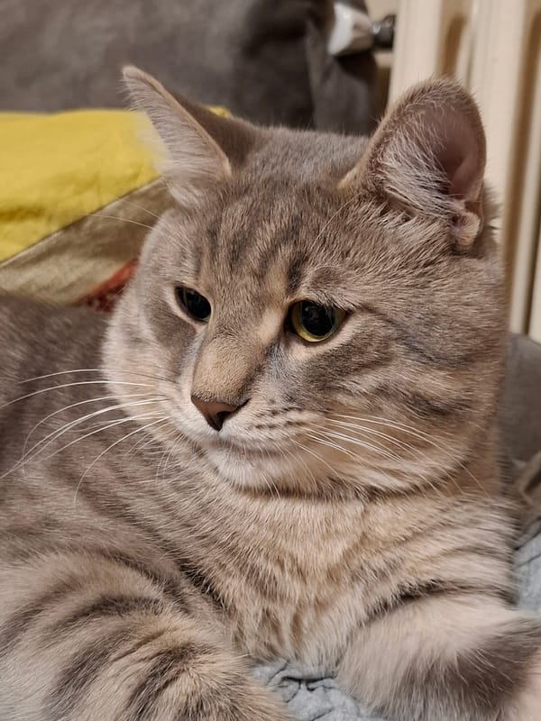 Cat photo session captured in Novi Sad apartment