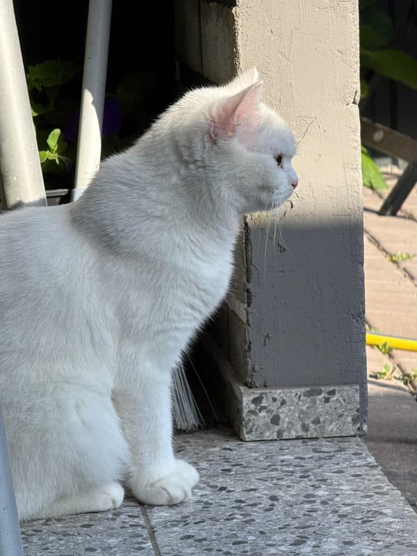 White cat explored from every angle, curious and unhurried