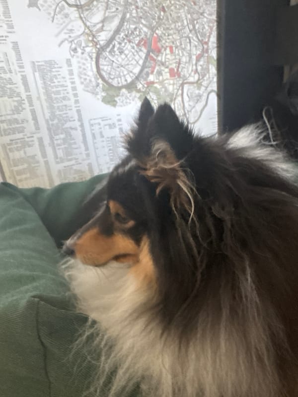 Collie resting in a green dog bed, Moscow apartment