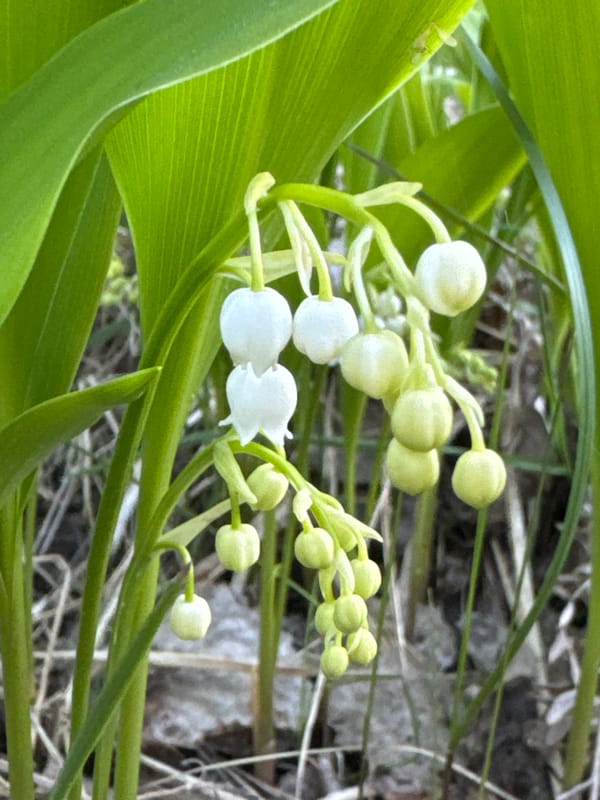 Spring nature documentation captures flowers, tadpoles near Mars, Russia