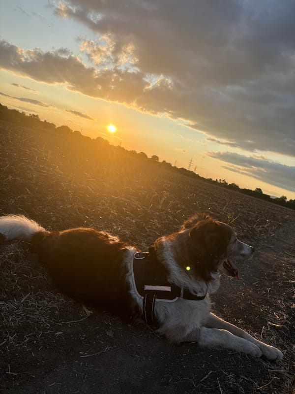 Brown and white dog resting in a Sofia dirt field at sunset