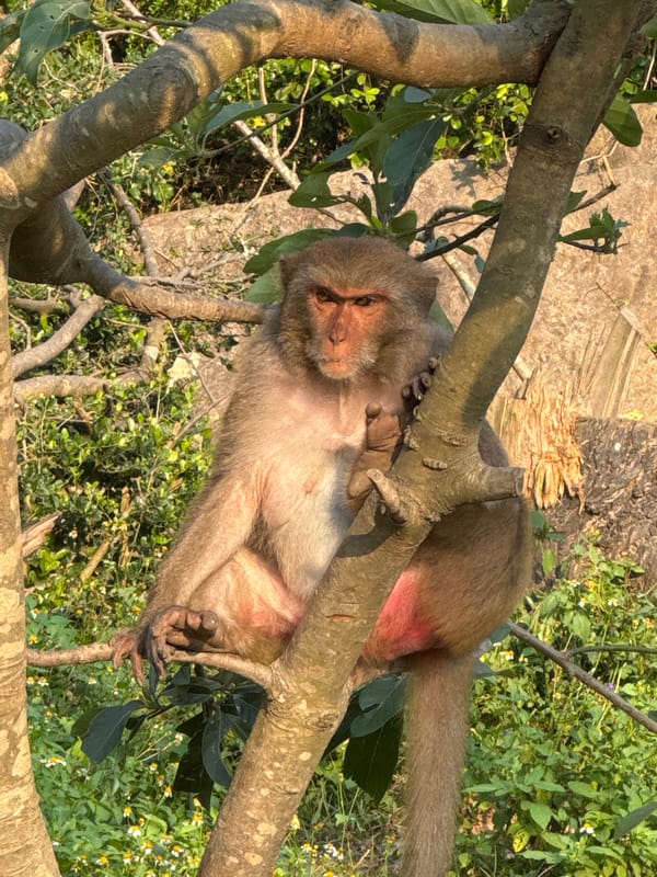 Monkeys spotted in trees during morning hours in Đà Nẵng