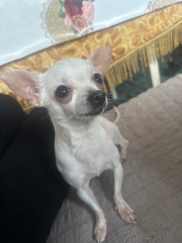 Chihuahua receives snack treats from owner in Bulgarian home