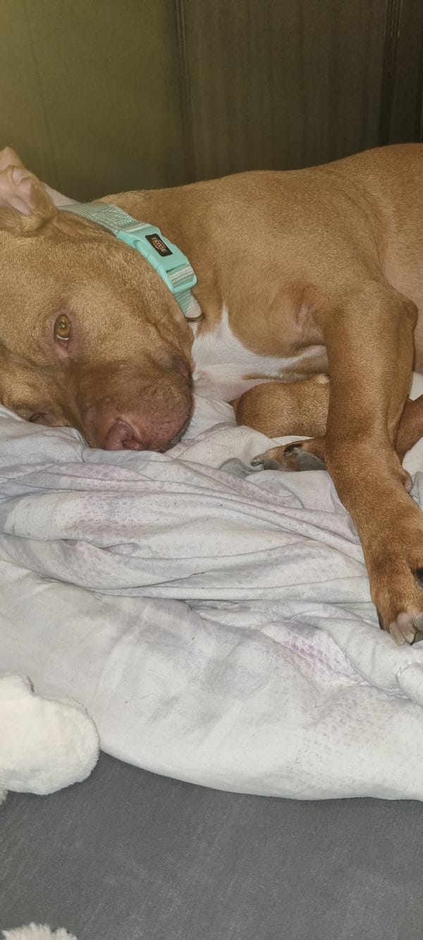 Dog rests peacefully indoors in Sofia home