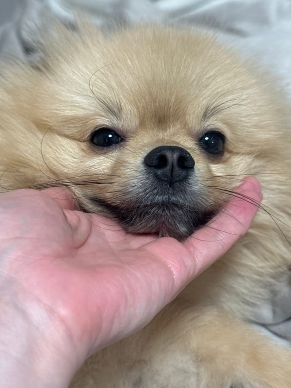 Woman Takes Selfies With Pomeranian Dog in Votkinsk