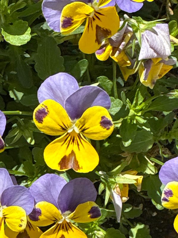 Spring flowers and university merchandise spotted in central Rome