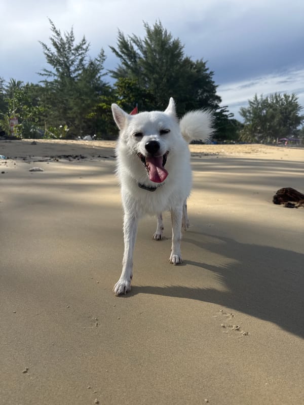 Dogs, birds, and quiet waves on Karon Beach at night