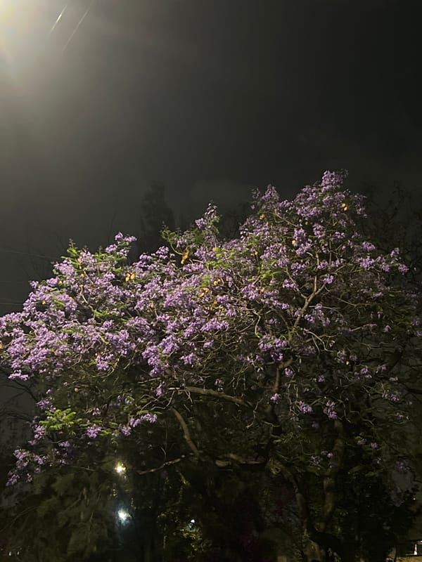 Purple flowering tree photographed at night in Mexico City