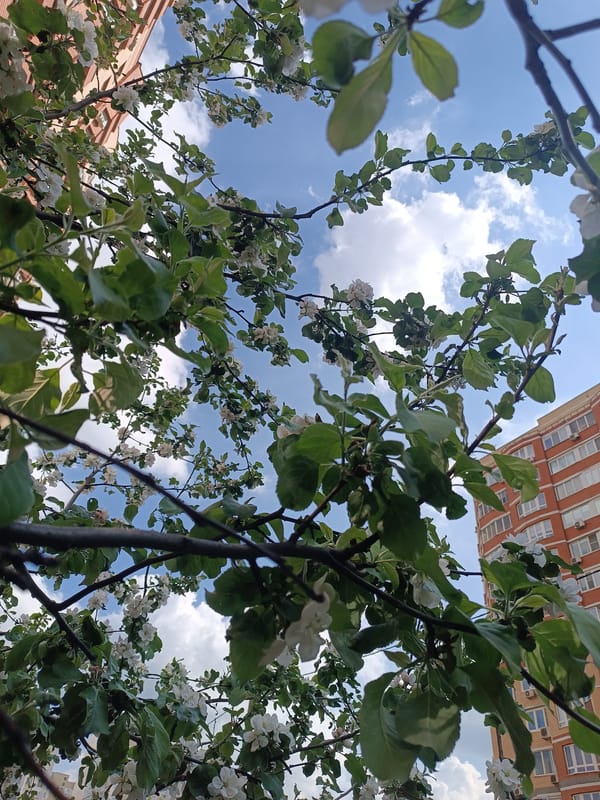 Spring day memories: blooms, selfies, city life documented