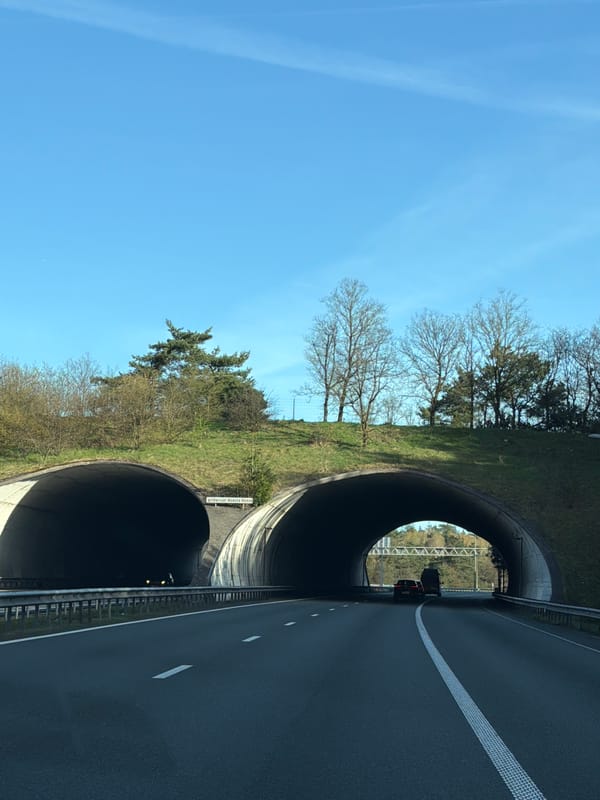 Wildlife crossing tunnels documented on Netherlands highway