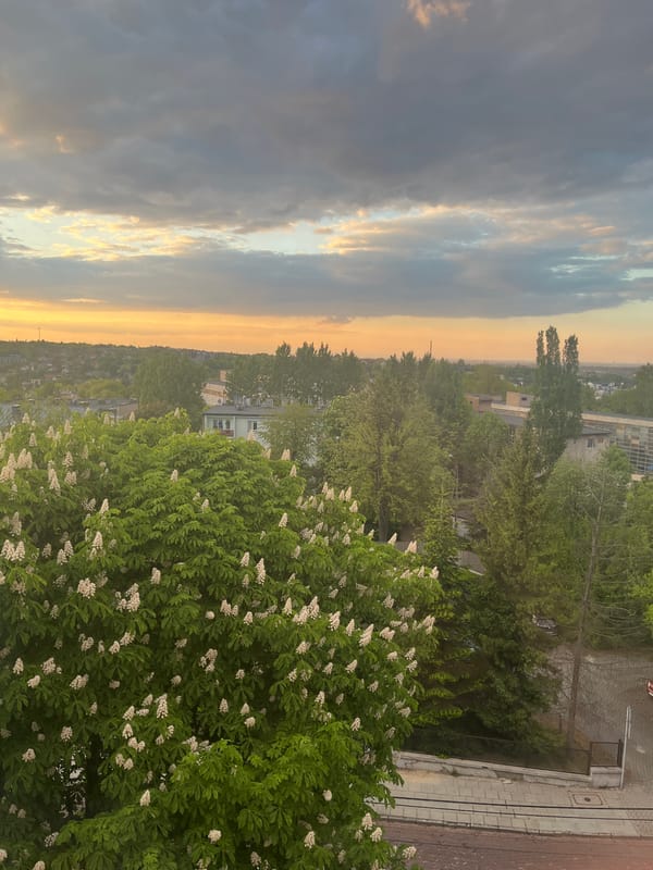 Flowering tree captured against city skyline at dusk