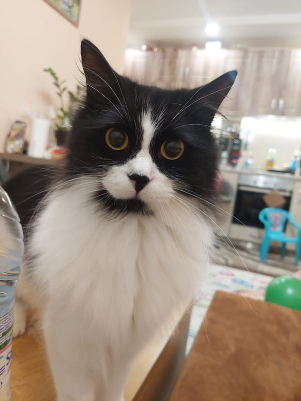 Tuxedo cat photographed in multiple indoor moments in Plovdiv