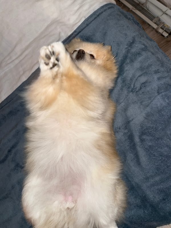 Pomeranian dog relaxes on bedding in Bulgarian home