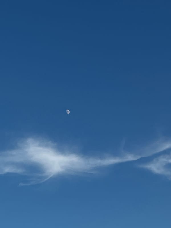 Golden hour garden and field photography, flowers to crescent moon
