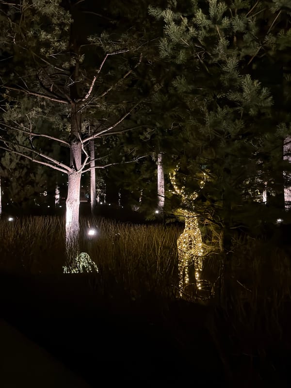 Trees illuminated by soft lights captured at night in Озёрное