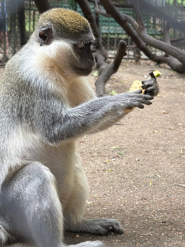 Morning at Lovech Zoo, Bulgaria — animals across several enclosures