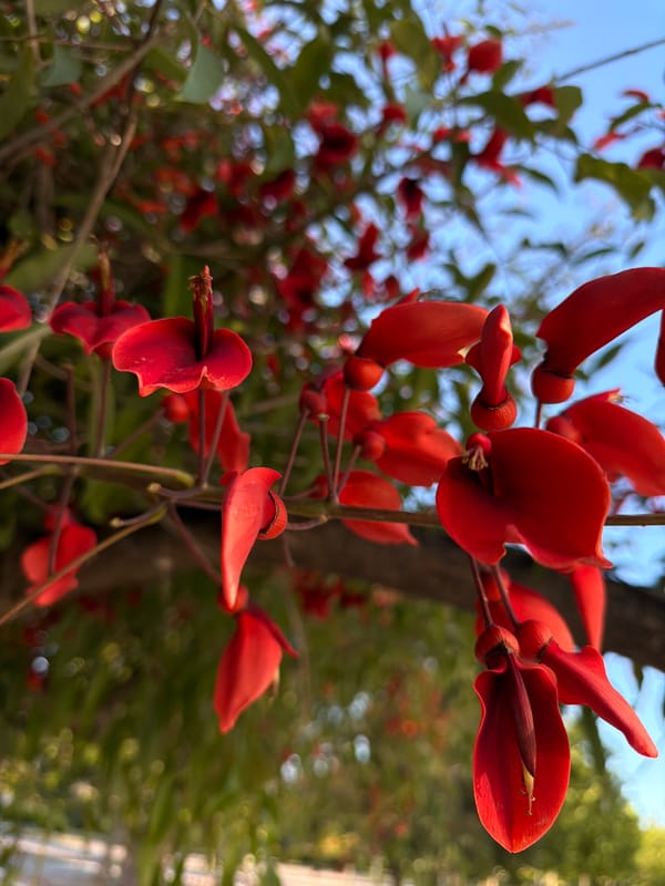 Coral tree flowers documented in Valencia