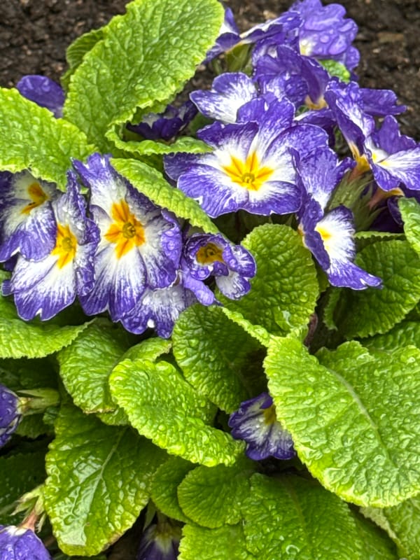 Spring flowers bloom in Bulgarian gardens amid morning dew