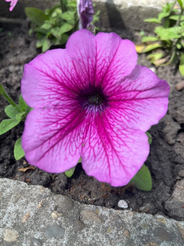 Spring petunia garden documented in detailed close-ups in Krasnodar