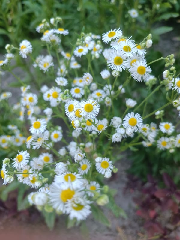 Close-up wildflowers in Zaporizhzhia — daisies and an orange lily