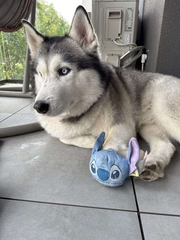 Person shares quiet moments with husky indoors