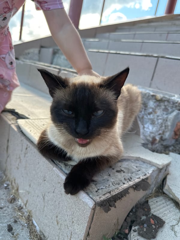 Siamese cat owns the front steps on a lazy summer afternoon