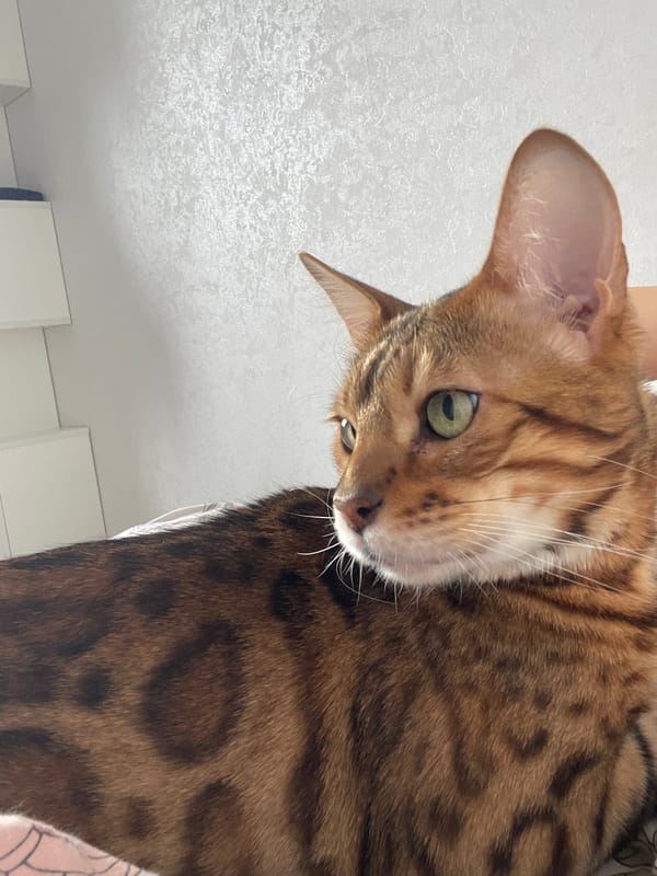 Bengal cat owns the bed on a slow morning
