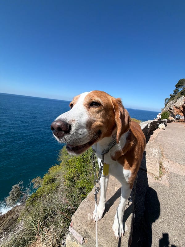 Dog spotted walking on leash in Mirište, Montenegro