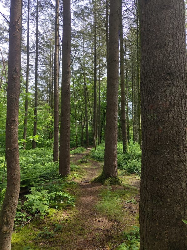 Forest walk documented along woodland paths in Mettlach, Germany