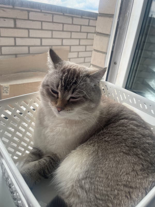 Tabby cat claims a windowsill basket in Votkinsk