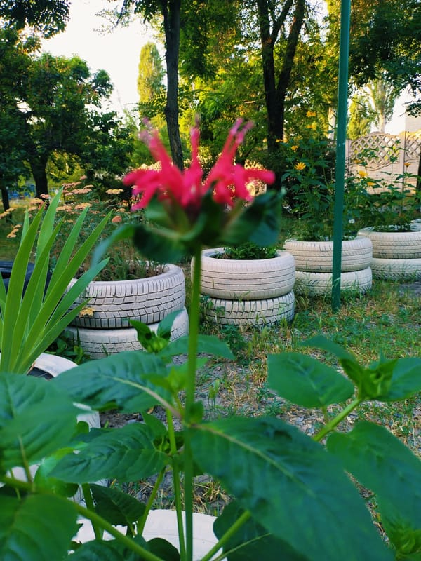 Medal-wearing Rottweiler and garden scenes in Horishni Plavni