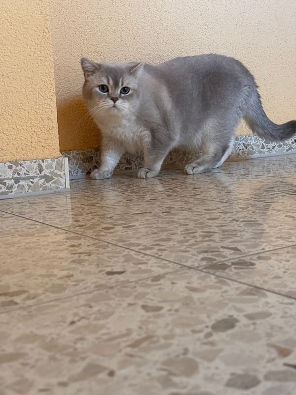 Grey cat observed in domestic settings with household decorations