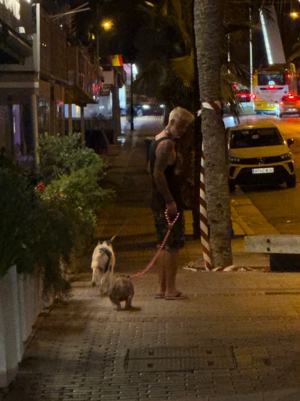 Palmanova at night: wet streets, a taxi, and two dogs out walking