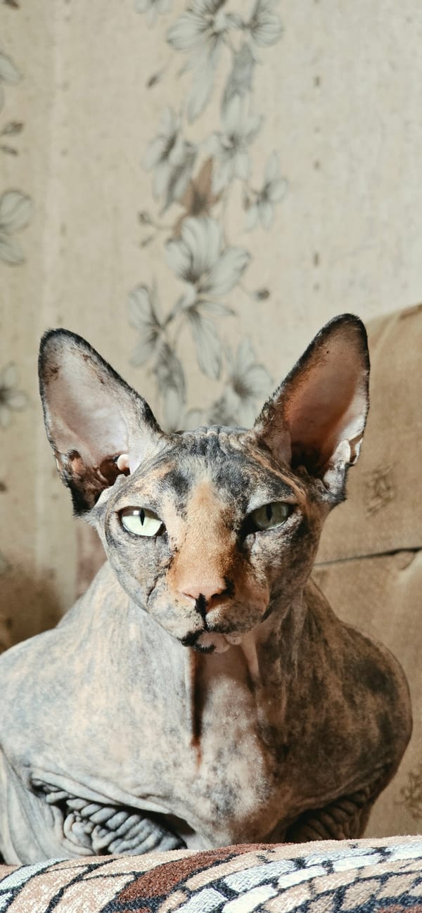 Sphynx cat lounging on a sofa in Baku