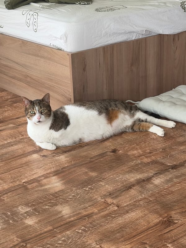 Cat moves between resting spots in home over 11 minutes