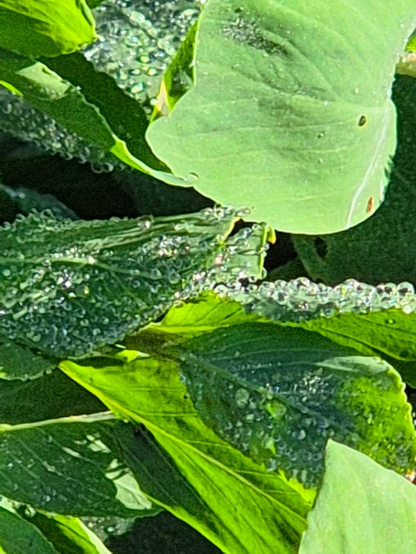 Spring morning botanical tour through blooming Sozonivka village gardens
