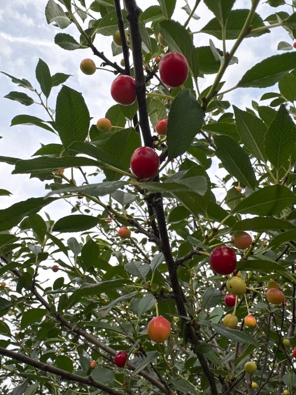Cherry harvest and garden life at a rural Altai homestead