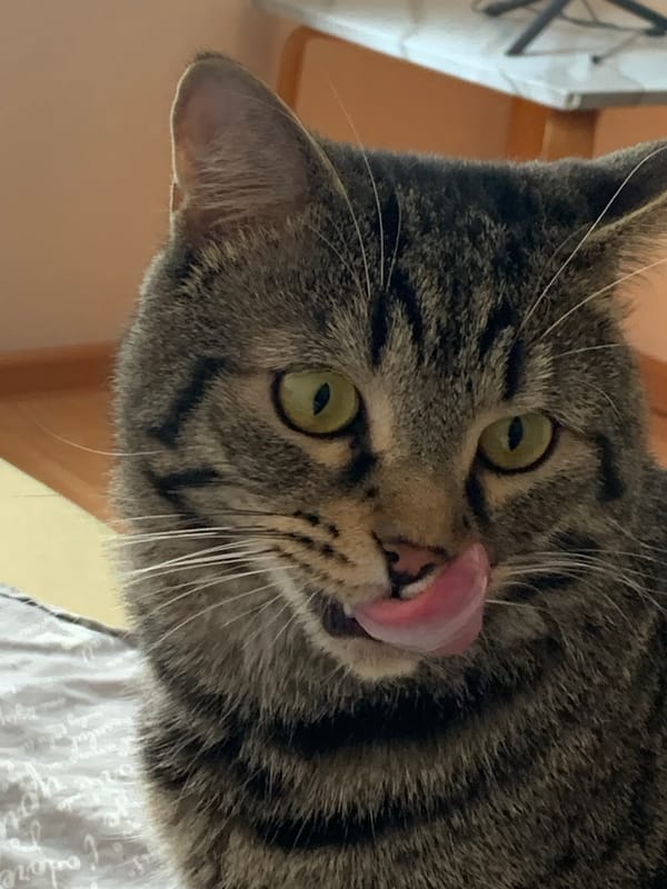 Tabby cat spotted grooming, posing in Stavropol home