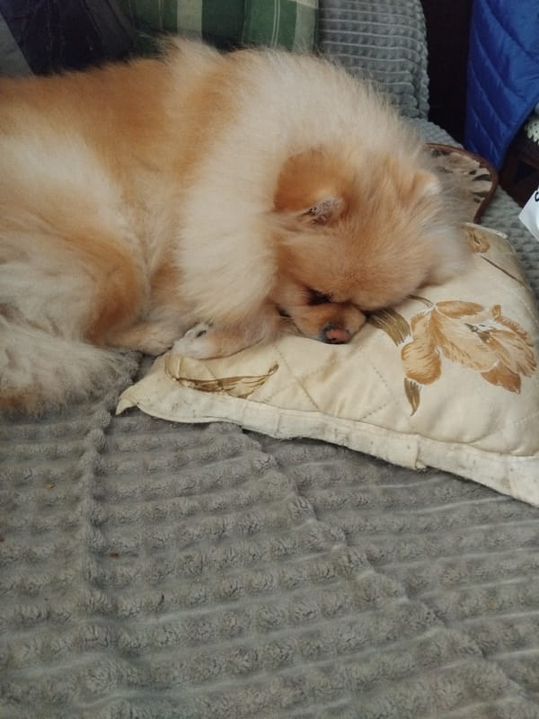 Pomeranian naps peacefully on floral pillow in Bulgarian home