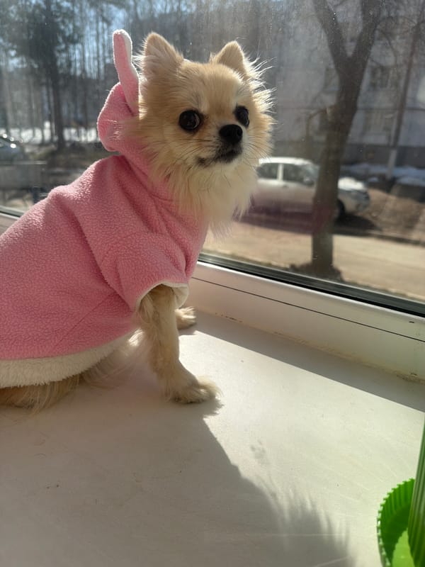 Small dog in pink coat watches from window in Chaikovsky