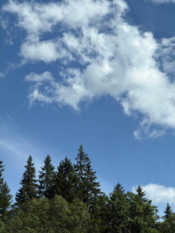 Blue sky and conifer tops in rural northwestern Russia
