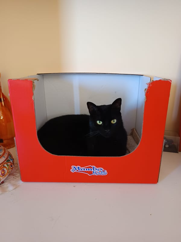 Morning cat activity documented across Roseto degli Abruzzi homes