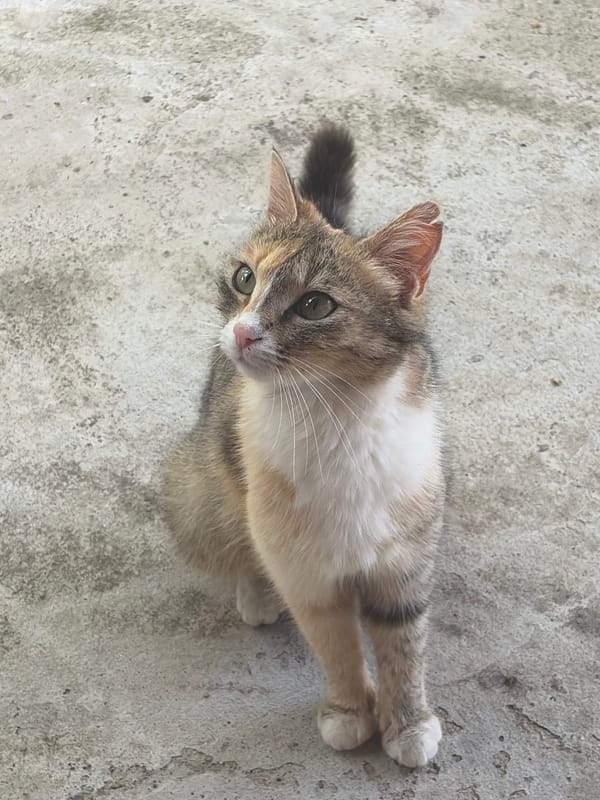 Calico cat chilling on concrete in Baurene, Bulgaria